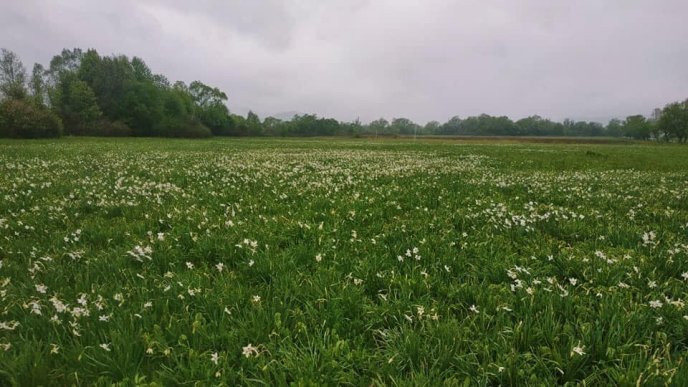 На Закарпатті почала квітнути "Долина нарцисів" – 02