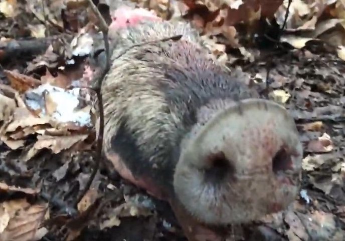 Закарпатці у лісі натрапляють на моторошні знахідки – 02