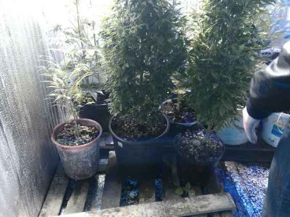 У Чопі чоловік виготовляв наркотики. Якби встиг продати – отримав би мільйон гривень – 04 У Чопі чоловік виготовляв наркотики. Якби встиг продати – отримав би мільйон гривень – 04