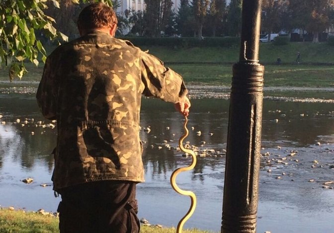 В Ужгороді невідомий сміливець зловив голими руками змію – 02