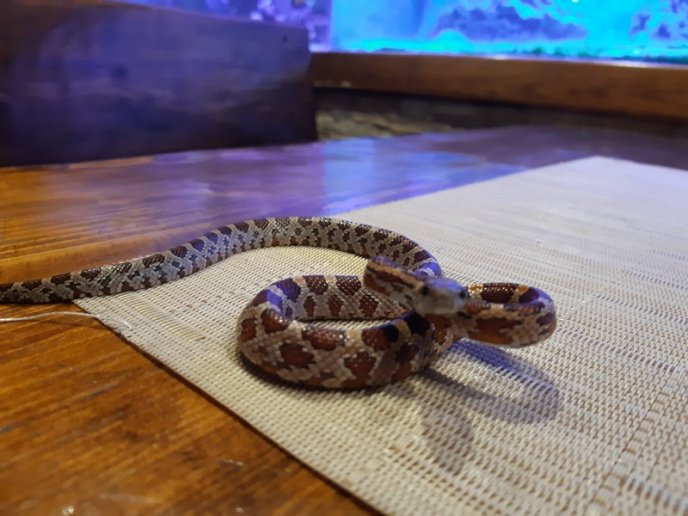 У підвалі багатоповерхівки виявили екзотичну змію – 02