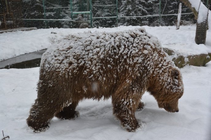 Соцмережі підкорюють фото ведмедів з Синевиру – 03 Соцмережі підкорюють фото ведмедів з Синевиру – 03