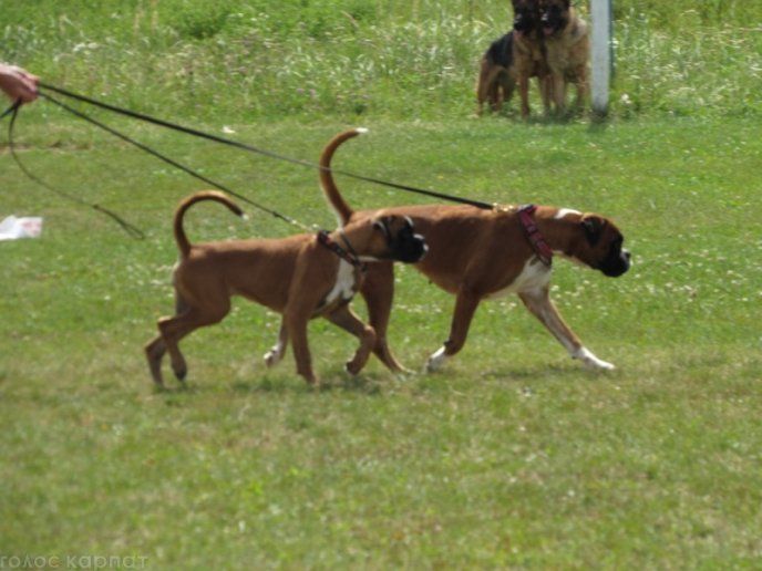 В селищі Чинадієво стартувала Всеукраїнська виставка собак усіх порід "Munkachi – 2016" – 12