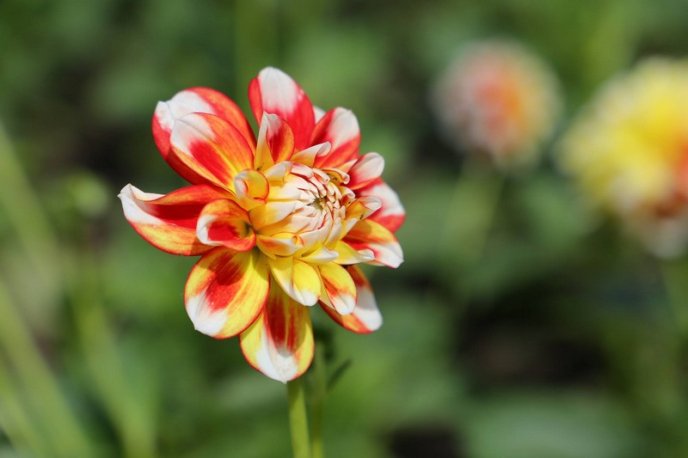 У центрі Мукачева висадили сотні квітів – 14