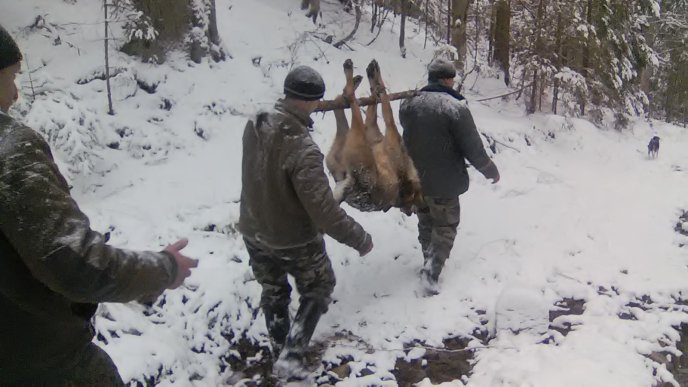 На Закарпатті застрелили здоровенного вовка – 01