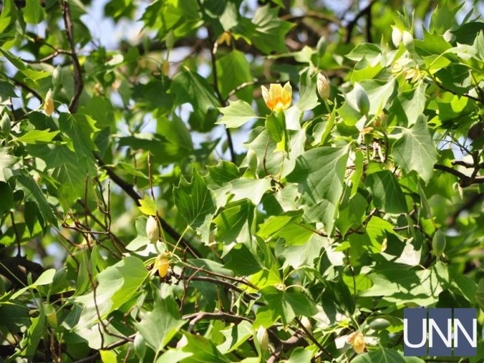 В Ужгороді квітне тюльпанове дерево – 09