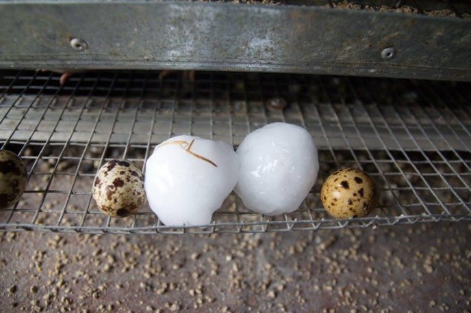 Страшна негода у Королеві: люди шоковані наслідками – 11