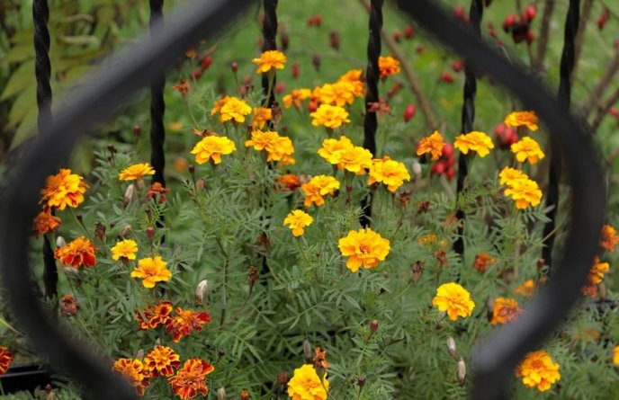 Мережу облетіли фото осіннього Ужгорода – 03