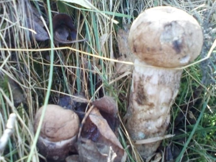 Закарпатці потрохи відкривають грибний сезон: опубліковано фото – 05