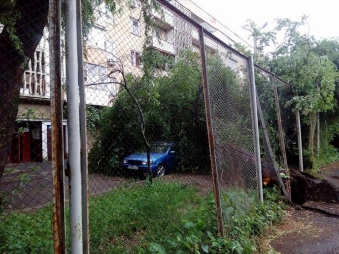 В одному з мікрорайонів Мукачева величезне дерево впало на машину – 07