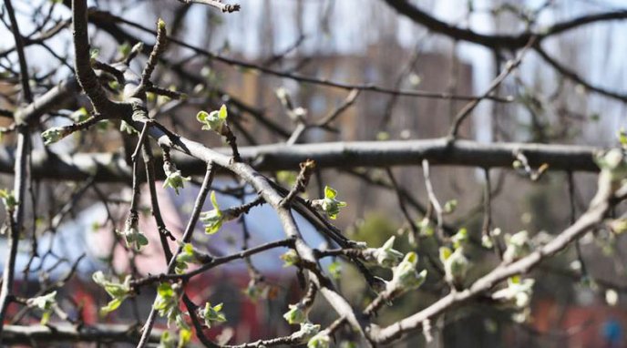 На Закарпатті почали квітнути абрикоси – 04