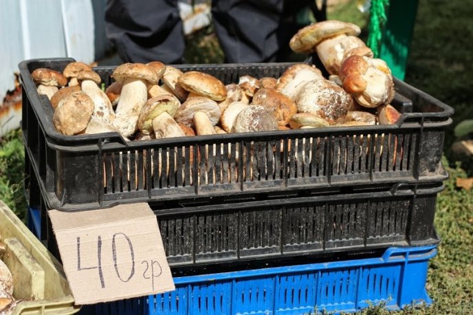 Для того, щоб приготувати на BEREG FEST рекордну кількість боґрачу пішло 8 поросят та одне теля (ФОТО) – 16