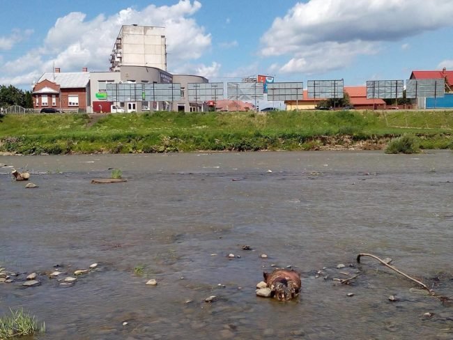 У Мукачеві в Латориці виявили труп – 01