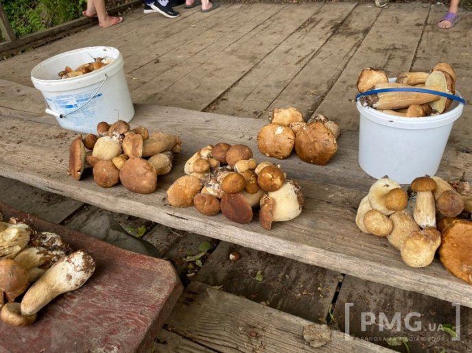 Грибний бум на Мукачівщині або як місцеві заробляють на дарах лісу – 04