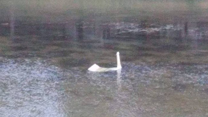 Зранку в Ужгороді на річці фотографували "лохнеське чудовисько" – 04