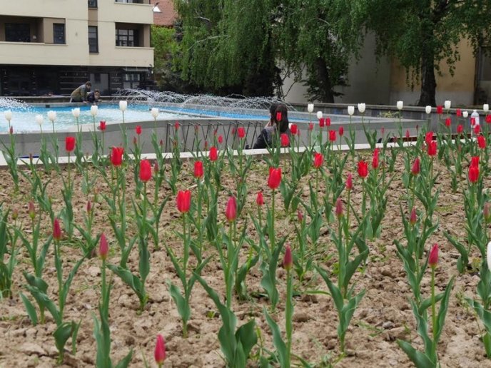 Ужгород заквітчали: посадили кілька сотень квітів – 05