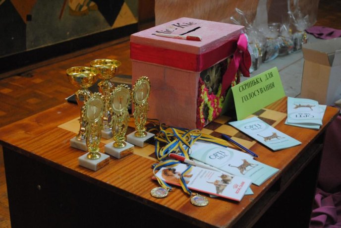 В Ужгороді відбувся конкурс краси серед котів "Міс Кіс – 2017" – 01