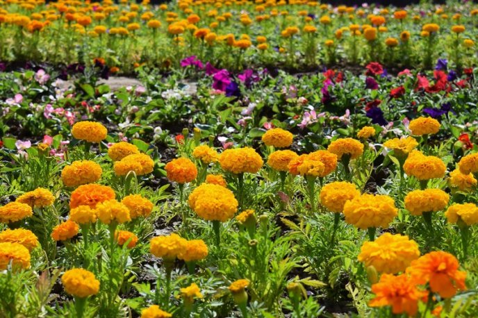 Ужгород активно приводять до ладу: прибирають вулиці, садять квіти, косять траву – 05