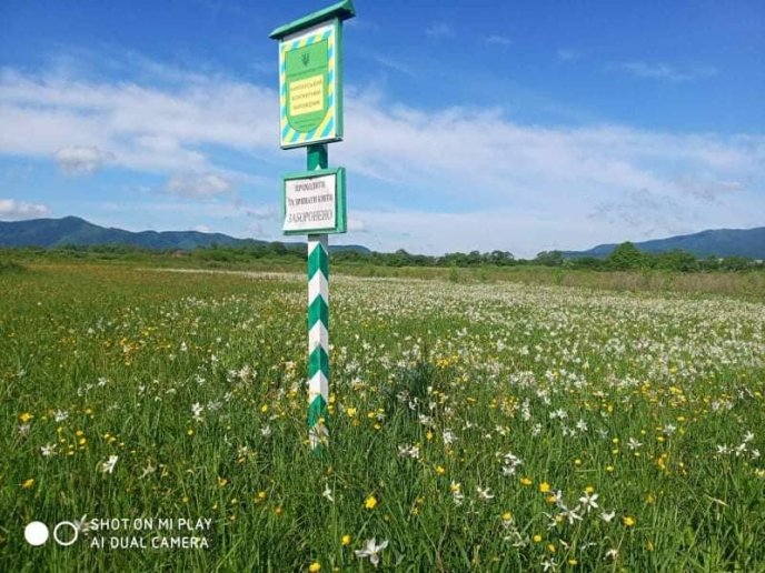 На Закарпатті почали масово квітнути нарциси: як виглядає знаменита Долина – 03