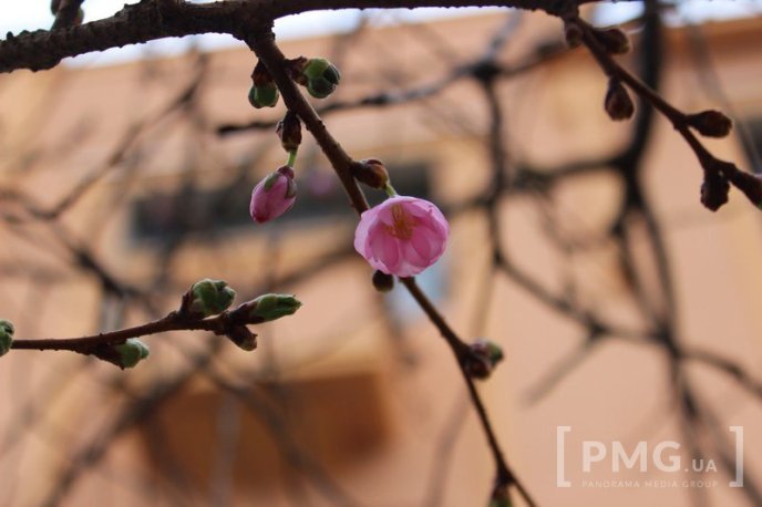 У Мукачеві вже розквітла перша сакура – 06