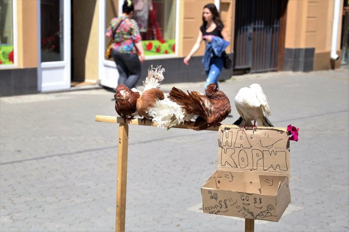 Посеред Ужгорода птахи заробляють собі "на корм" – 02