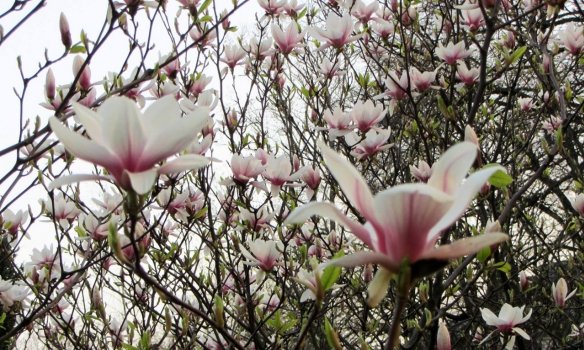 В Ужгороді розквітли перші сакури – 04