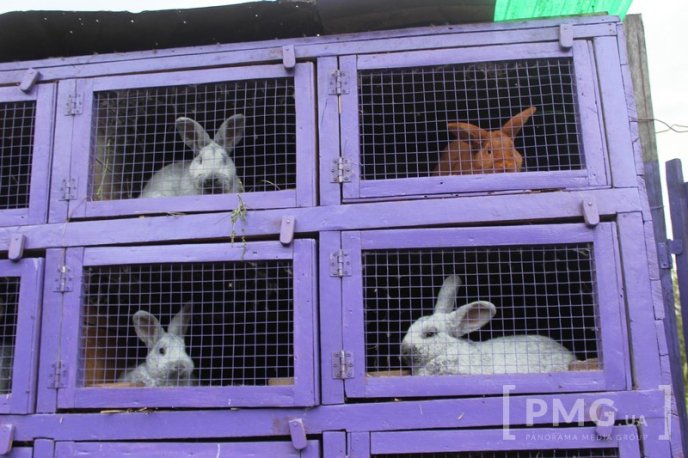 Закарпатець розводить кролів і непогано на цьому заробляє – 01