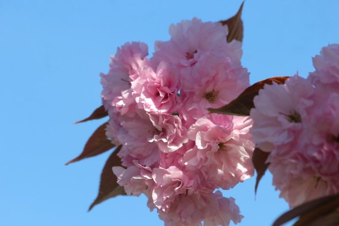 Неймовірна краса: у Мукачеві квітне найдовша алея сакур на Закарпатті – 13