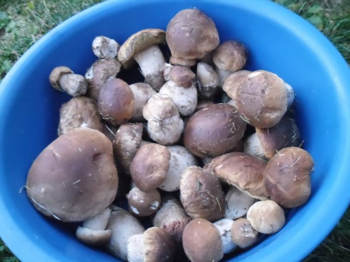 У лісах Закарпаття збирають щедрий грибний урожай – 18