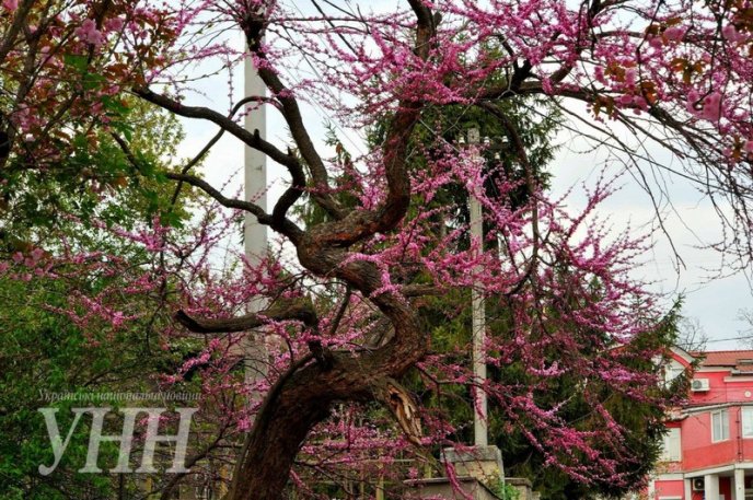 Напередодні Великодня в Ужгороді розквітло Іудине дерево – 05