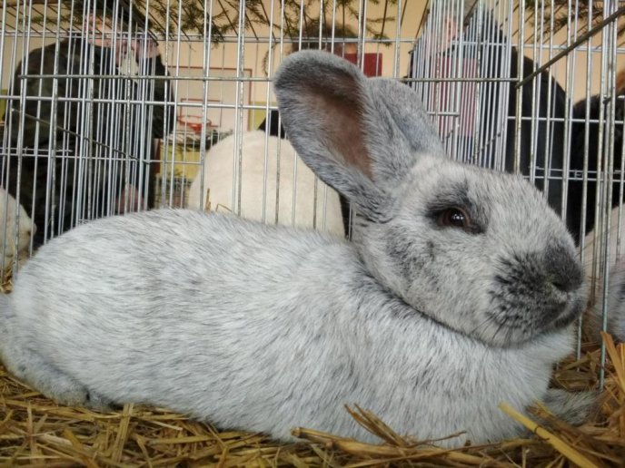 В Ужгороді відбулась виставка кролів – 07