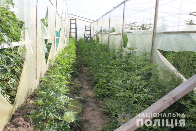 На Мукачівщині виявлено наркоплантацію марихуани на більше як 10 мільйонів гривень – 01