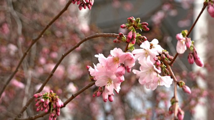 У Мукачеві квітне "шалена" сакура – 01