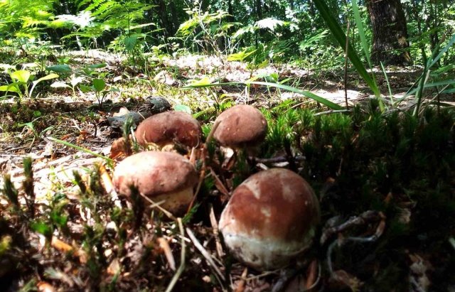 На Закарпатті з’явились перші у цьому році білі гриби – 03