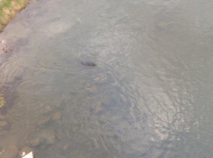 На річці у центрі Ужгорода плавав бобер (ФОТО) – 02