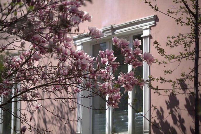 Краса в Ужгороді: у місті розцвіли магнолії – 05