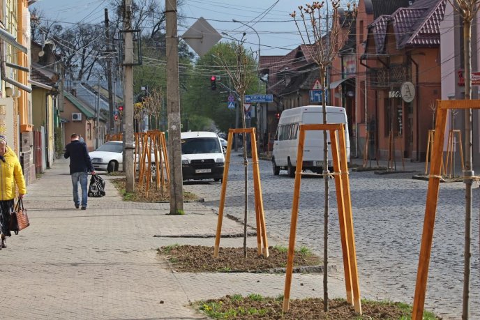 Мерія Мукачева показала кленову алею, висаджену на місці зрізаних дерев на вулиці Духновича – 04
