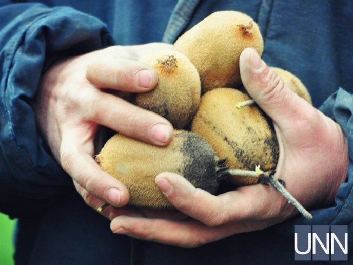 На Закарпатті почали збирати врожай унікального сорту ківі – 10