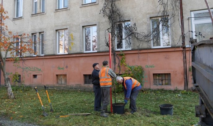 Цього місяця в Ужгороді висадять 250 дерев – 04