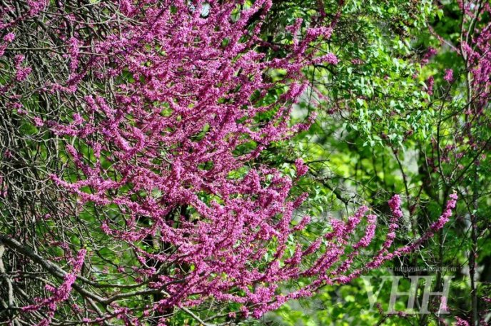 Напередодні Великодня в Ужгороді розквітло Іудине дерево – 10
