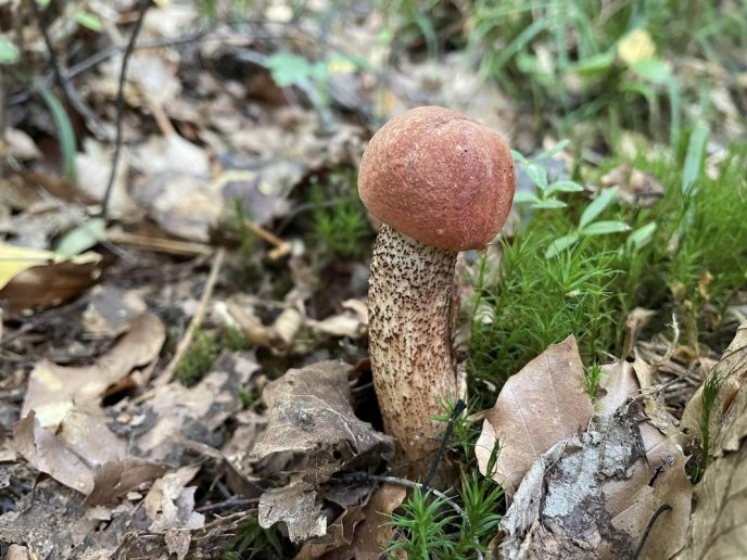 У лісах Закарпаття триває грибний сезон – 05