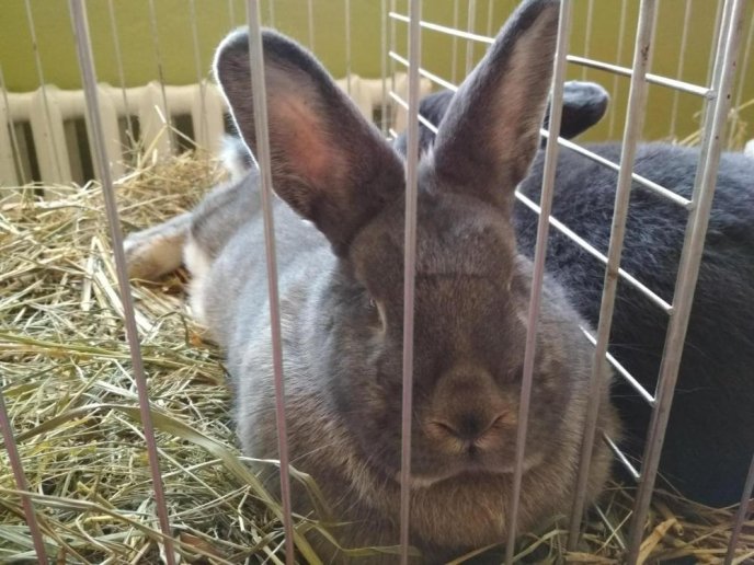 В Ужгороді відбулась виставка кролів – 06