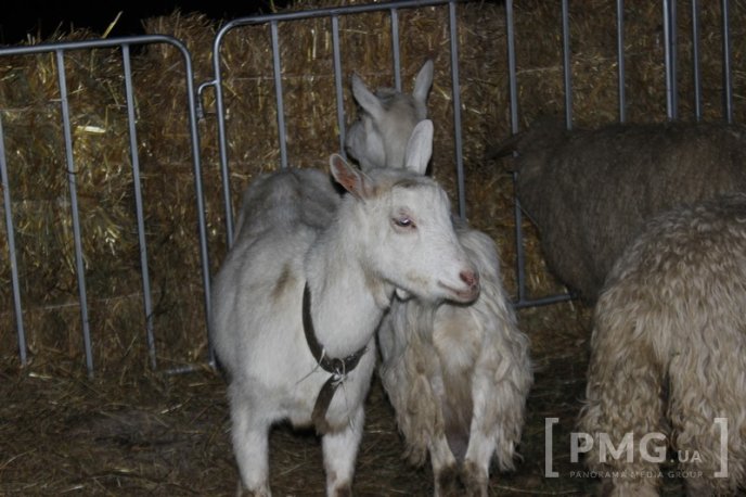 Яскраве святкування Дня святого Мартина у Мукачеві: парад ліхтариків, лицарські бої та вогняне шоу – 46 Яскраве святкування Дня святого Мартина у Мукачеві: парад ліхтариків, лицарські бої та вогняне шоу – 46