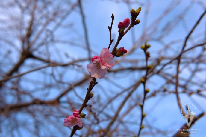 У Мукачеві квітне "скажена" сакура: чарівні фото – 03