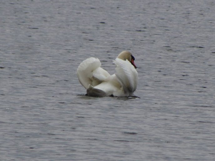На озерах біля Мукачева оселилася зграя красенів-лебедів – 02