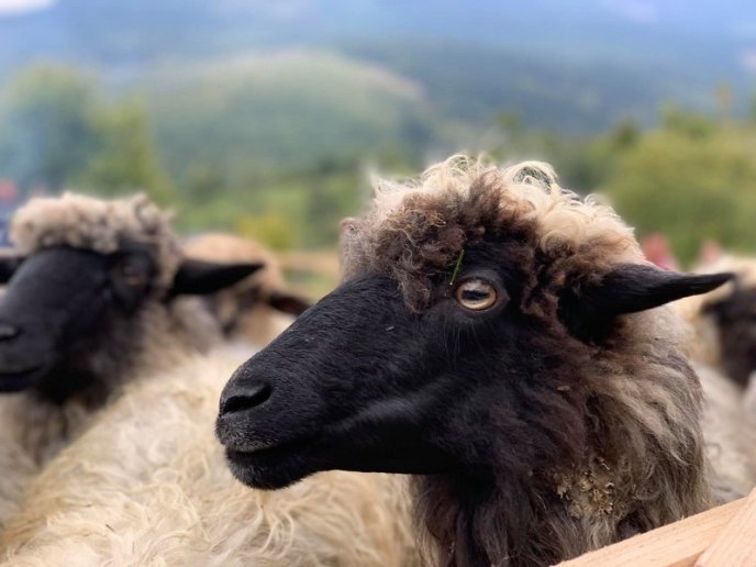 "Випускний" для вівчарів: у гірському селі провели колоритний захід – 04
