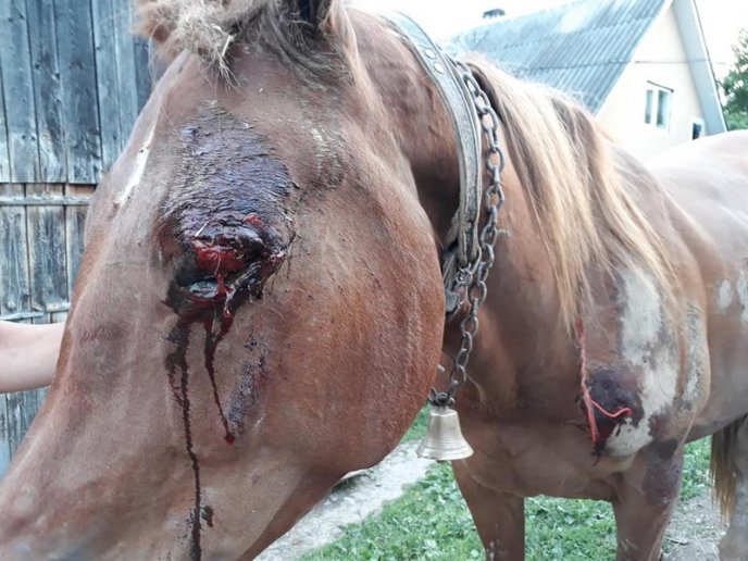 П’яний чоловік прив’язав коня до машини і тягнув тварину по асфальту – 05