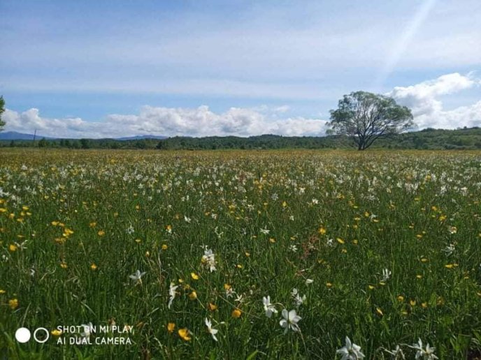 На Закарпатті почали масово квітнути нарциси: як виглядає знаменита Долина – 01