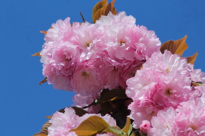 Неймовірна краса: у Мукачеві квітне найдовша алея сакур на Закарпатті – 09