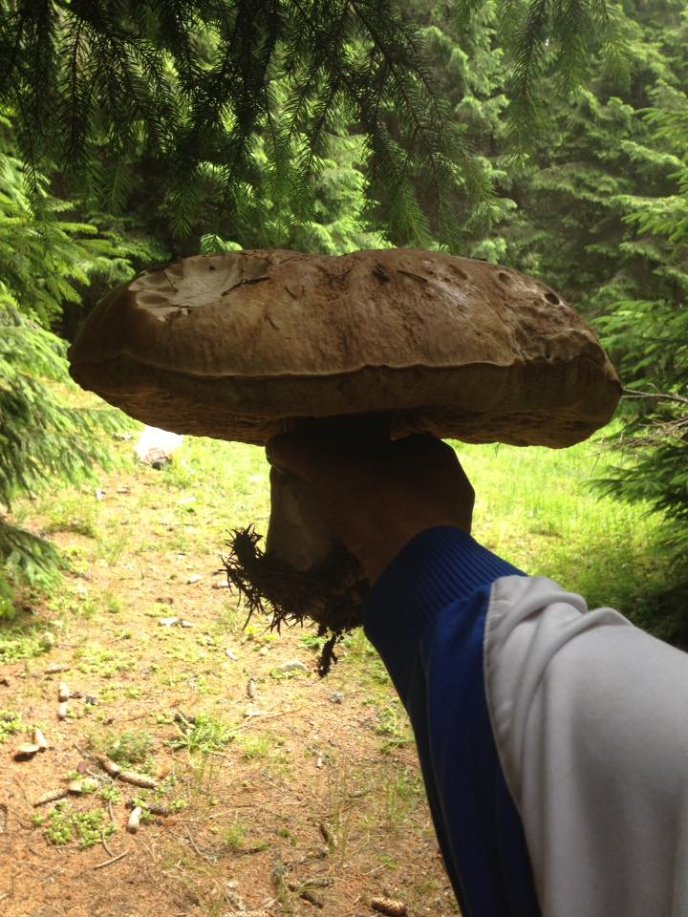 Закарпатець похвалився велетенським білим грибом, який знайшов у лісі – 01